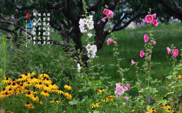 雨中的蜀葵花