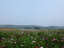尖角村格桑