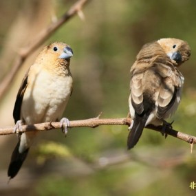 白腰文鸟的幸福生活！-航海王基德