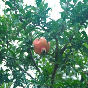 骊山上的石榴园