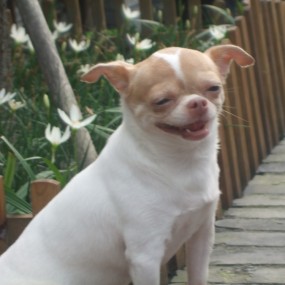 我哭豺狼笑！！