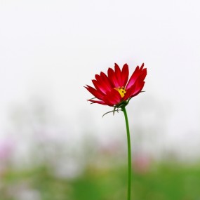 再发几张格桑花