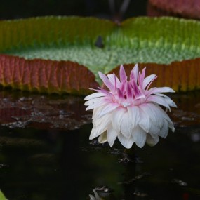 盛开的【王莲】