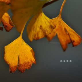 银杏叶3