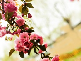 又是一年樱花季（一）