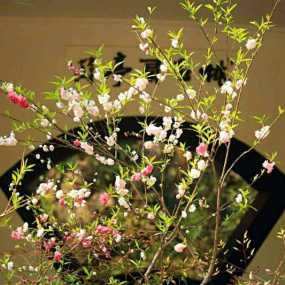 桃花扇里桃花开