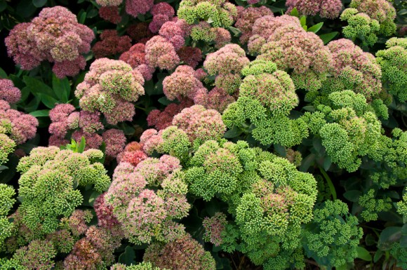 跟风发几张世园照片