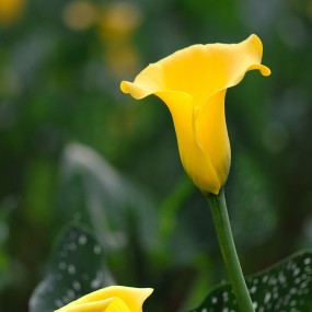 花开富贵--马蹄莲花1