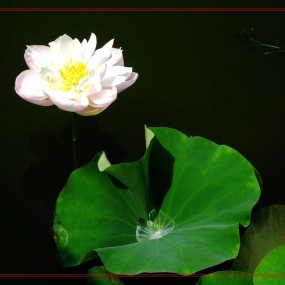 卡片机拍的一组世园荷花