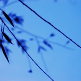 我也照荷花啦！！快来看啊！！不好看可以抽我！