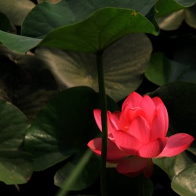 再现南湖的荷花（一）