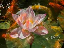 戏荷