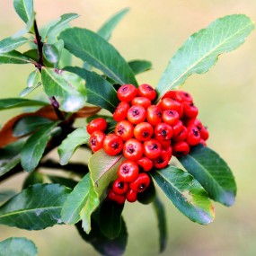 vc之王——沙棘果