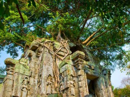 雨林中的崩密列