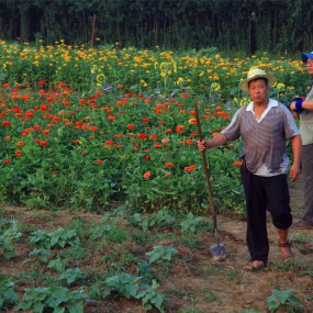 楼观葵花