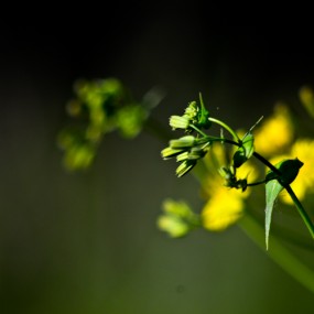 屌丝微距环试片