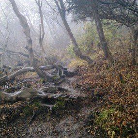 秦岭幽静山谷（手机拍）