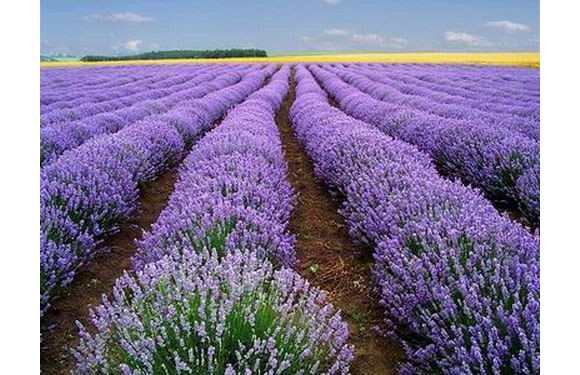 西安最大薰衣草拍摄基地