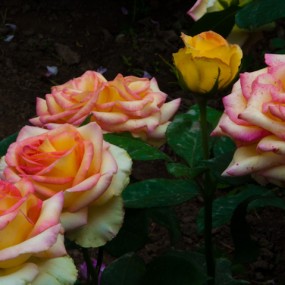 惟有月季开不厌， 一年长占四季春。