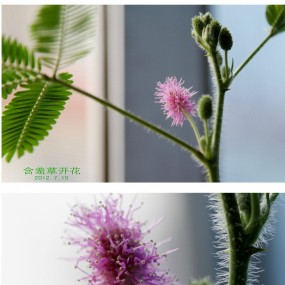 朋友，你见过含羞草开花吗？