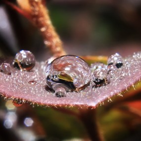 布衣→1855套头加装近摄镜→阵雨过后的小景