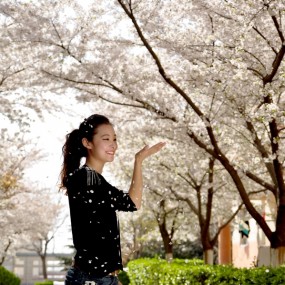 人面樱花