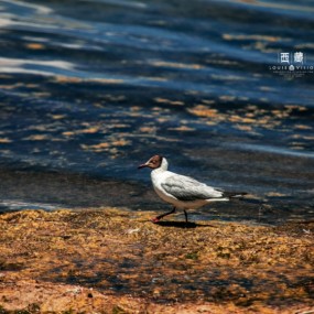 阿里 班公错