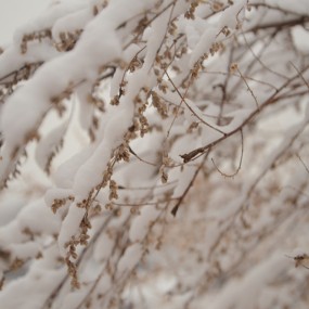 雪
