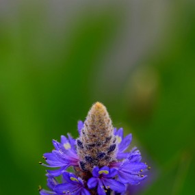 紫色印象 梭鱼草