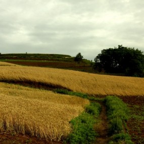 南山下多彩的土地