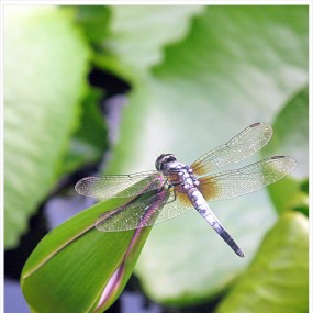 睡莲与蜻蜓--航海王基德