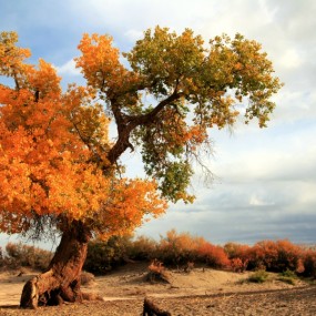 不朽的胡杨
