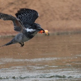 白鹭   冠鱼狗等