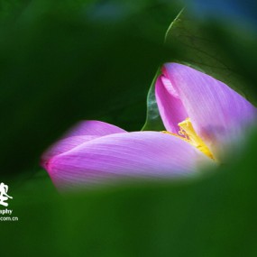 赏荷之姿·净水荷花