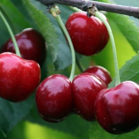 垂涎欲滴---大荔樱桃红了的时候