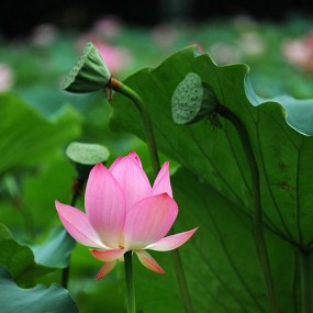 荷韵(三)