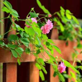 蔷薇蔷薇处处开