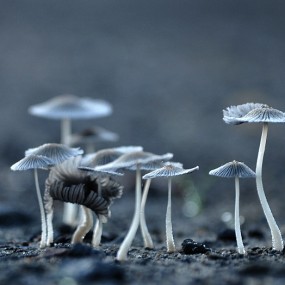 细微处的美：Jacek Gnoinski摄影赏析（下）