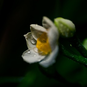 报春水仙（二）