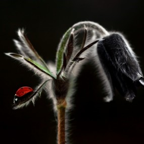 Adam Dobrovits 光影作品