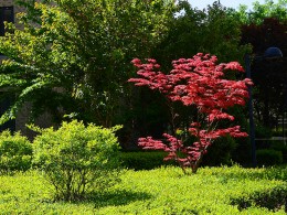 景观小树——鸡爪槭