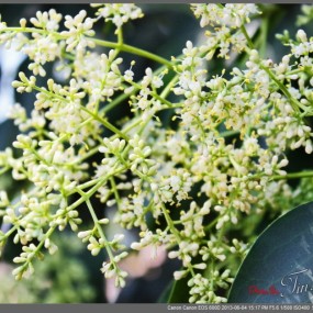 塑料杯和狗头的绿色植物来了