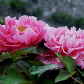 【国色天香】牡丹