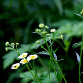 山上的野花与虻