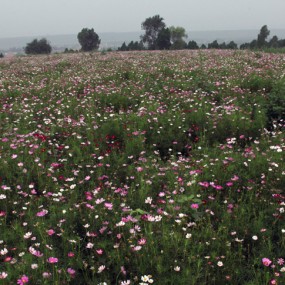 西安蓝田县 “格桑花” 成为摄影家拍摄旅游的好地方