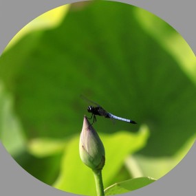 小荷才露尖尖角 早有蜻蜓立上头