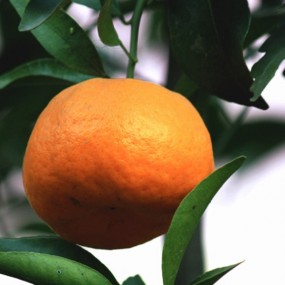 桔子