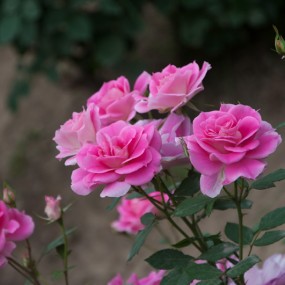 蔷薇朵朵精神叶叶柔，雨晴香指醉人头。