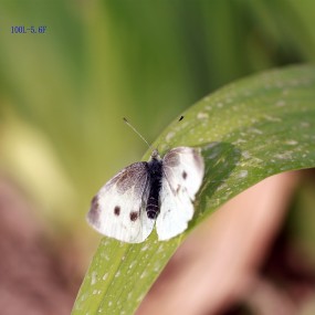 0421 佳能100L  vs   135L 拍摄花卉对比