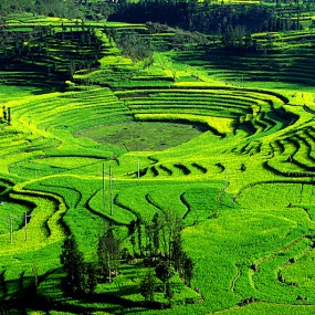 绿色的梯田